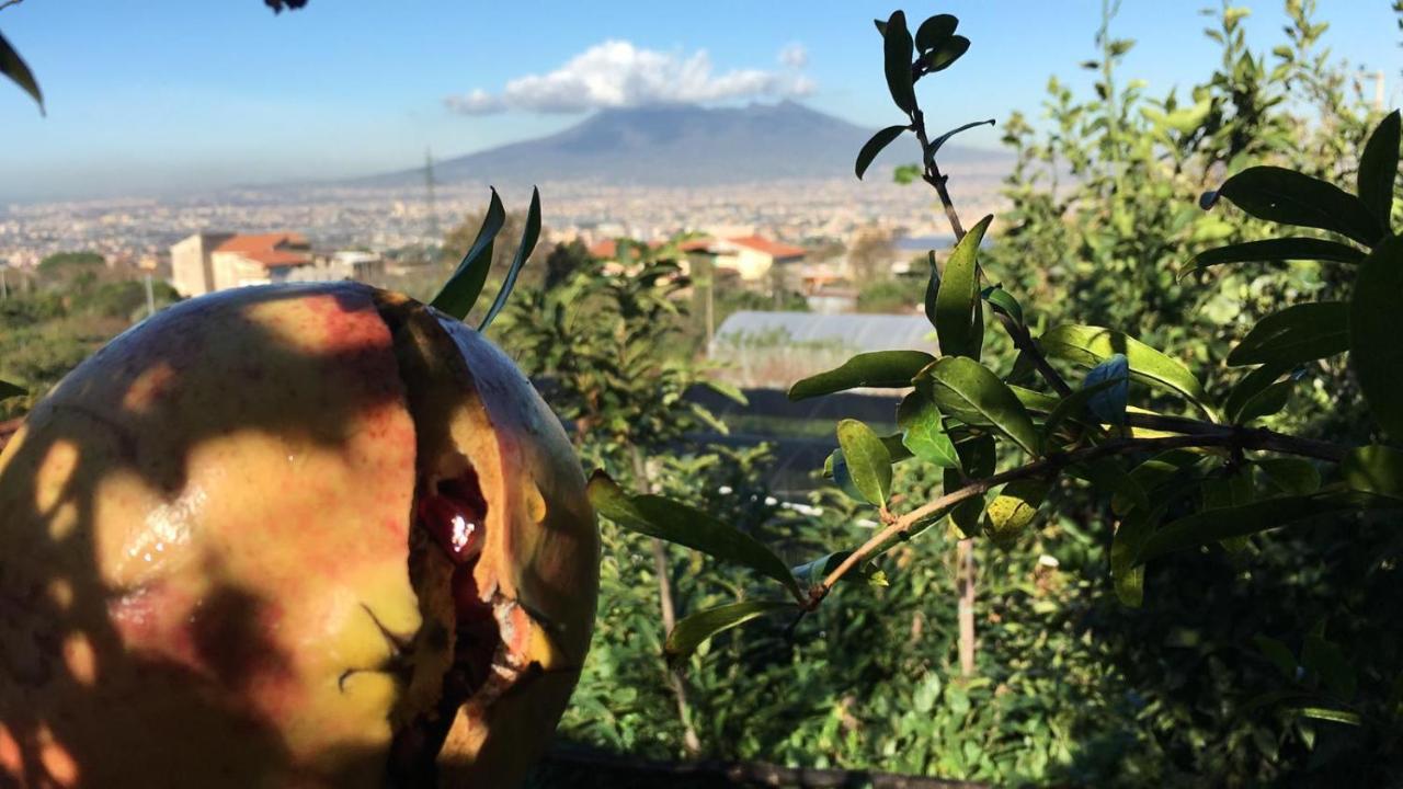 Evergreen Corbara (Campania)